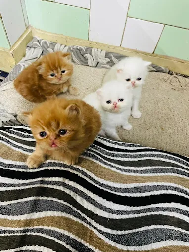 Buy Cat in delhi